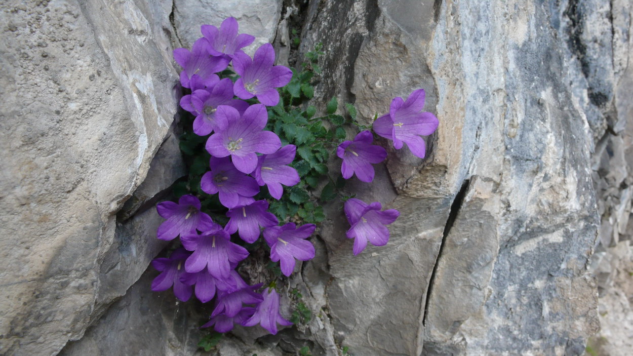 Campanula morettiana / Campanula di Moretti